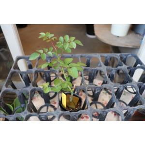 バラ苗 とげなし SPピスカップ4号 今井清作...の詳細画像1