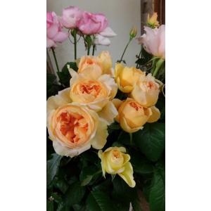 バラ苗　強香　ミクオレンジ(岩田オレンジ)４号