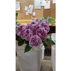 １８・NEW・強香・バラ苗・切り花品種接ぎ木　�