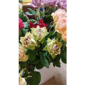 バラ苗　ラピスヴェール（ラピスベール）４号�