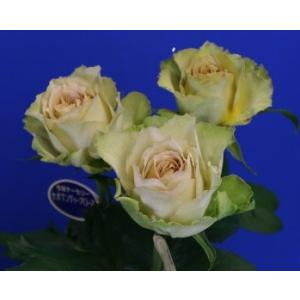 バラ苗　リテラチュール４号　今井清作出　切り花品種接ぎ木（植え替えず１１〜４月除き３〜４カ月で定植可能　マニュアル必読）１８