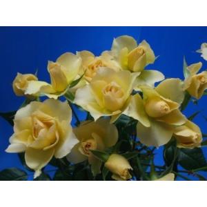 バラ苗 kn576ユニーク4号 今井清作出 切り花品種接ぎ木（植え替えず