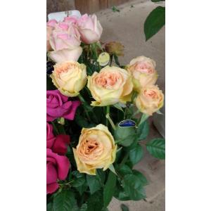 バラ苗 オーブ4号 今井清作出 切り花品種接ぎ木（植え替えず11〜4