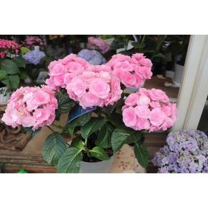 １９・ＮＥＷ・アジサイ　メイアンジュ・ピンク５号鉢