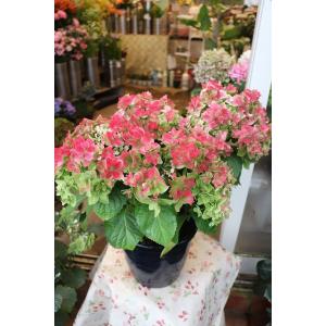 森農園ネットショップ １９ アジサイ アナベルその他現品販売 アジサイ アナベル１９年開花株の鉢植え Yahoo ショッピング