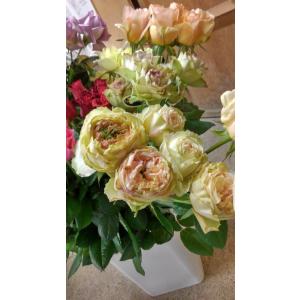 バラ苗　グリーンアイ系　ハッピーウェディングケイ４号　今井清作出　切り花品種接ぎ木（植え替えず１１〜４月除き３〜４カ月で定植可能）１９