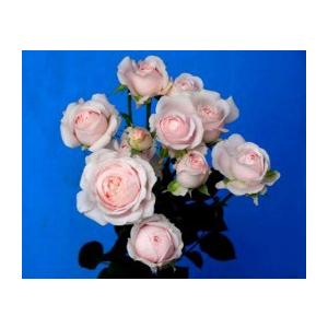 バラ苗　とげなし　スプレー咲　フェアリーキッスピンク４号　今井清作出　切り花品種接ぎ木（植え替えず１...