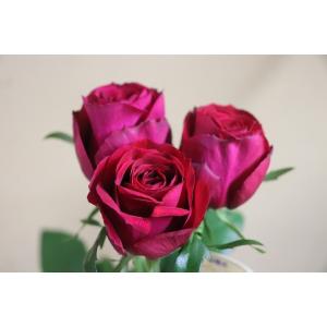 珍しいバラ苗の商品一覧 通販 Yahoo ショッピング