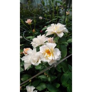 バラ 切り花 白の商品一覧 通販 Yahoo ショッピング