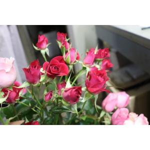 四季咲き花木 花 ガーデニング の商品一覧 通販 Yahoo ショッピング