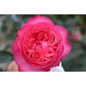 バラ苗 強香 イブ系 アンソルスラン(kn29...の詳細画像1