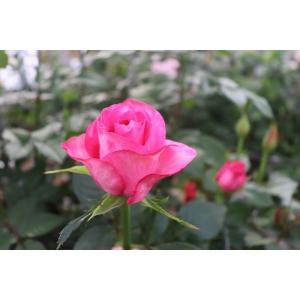 バラ苗 ティアユニーク4号 今井清作出 切り花品種接ぎ木（植え替えず