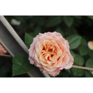 バラ苗 スプレー咲 セレスト4号 今井ナーセリ...の詳細画像4