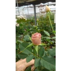 バラ苗 kn576ユニーク4号 今井清作出 切り花品種接ぎ木（植え替えず