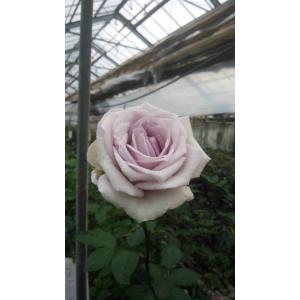 バラ苗 ティアユニーク4号 今井清作出 切り花品種接ぎ木（植え替えず