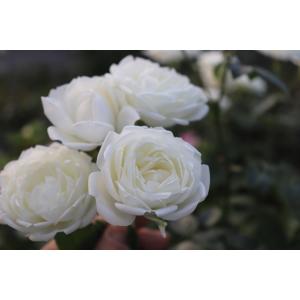 バラ 切り花 白の商品一覧 通販 Yahoo ショッピング