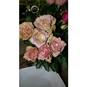 バラ苗 テナシス4号 今井清作出 切り花品種接ぎ木（植え替えず11