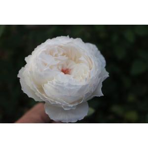 バラ苗 とげなし スプレー咲 ラ・プリティー4号 今井清作出 切り花