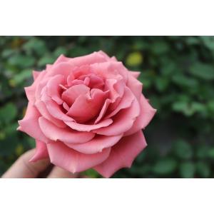 バラ苗 kn576ユニーク4号 今井清作出 切り花品種接ぎ木（植え替えず