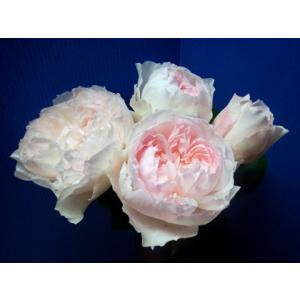 「カメちゃん☠️ 」切り花品種バラ苗　レアバラ　3点 カメちゃん☠️ 」切り花品種バラ苗 レアバラ 3点 カメちゃん