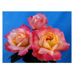 バラ苗 シャンスポム4号 今井清作出 切り花品種接ぎ木（植え替えず