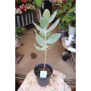 森農園ネットショップ ユーカリ鉢物 苗 その他鉢物 木本性 Yahoo ショッピング