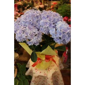 ２０アジサイ（苗・鉢・開花株・母の日ギフト商品）万華鏡ブルー５号底面給水鉢（ご希望でラッピンぐ込み）