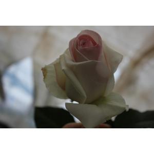 バラ苗 kn576ユニーク4号 今井清作出 切り花品種接ぎ木（植え替えず