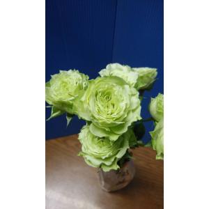 バラ苗　スプレー咲　ヴェールティーク（ミン�