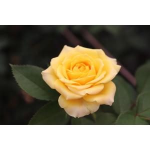 バラ苗　とげなし　スプレー咲　kn３０-７４　今井清作出　２〜３号ポット（購入前に下記の重大なコツな...