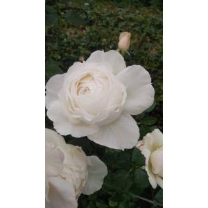 バラ接ぎ木苗　超希少切り花品種　カラホ バラ接ぎ木苗 超希少切り花品種 カラホ 専用 バラ苗 切り花 専用