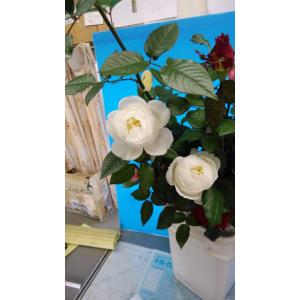 バラ 切り花 白の商品一覧 通販 Yahoo ショッピング