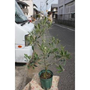 オリーブの木（オリーブ苗木・苗）デルモロッコ６号鉢｜morinouen-store