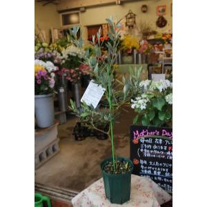 森農園ネットショップ オリーブ鉢物 苗 その他鉢物 木本性 Yahoo ショッピング