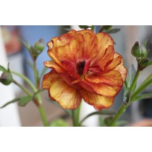 ２２ラナンキュラス（蕾・A2・苗）ラックス・サティロス3.5号ロングポットA２