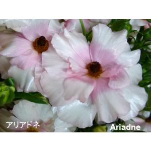 ラナンキュラス　ラックス　アリアドネ３．５号ロングポット１株（お買い得商品　苗　春開花予定株　幾つで...