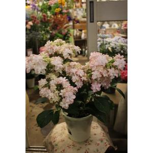 大栄花園 アジサイ 鉢花 の商品一覧 生花 花 ガーデニング 通販 Yahoo ショッピング