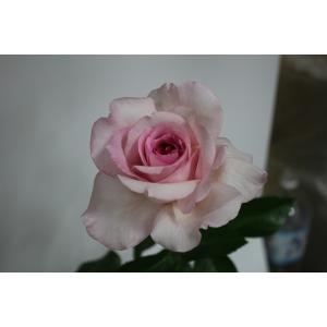 バラ苗 フロウトワ4号 今井清作出 切り花品種接ぎ木（植え替えず11