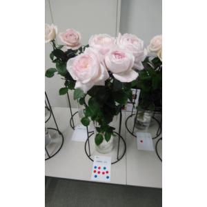 バラ苗 nak6102 耐病性品種 超長期開花 中輪スプレー 4号接ぎ木（植え