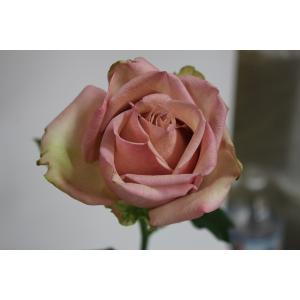 バラ苗 kn576ユニーク4号 今井清作出 切り花品種接ぎ木（植え替えず