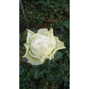 バラ苗 ティアユニーク4号 今井清作出 切り花品種接ぎ木（植え替えず