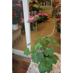 ２２ラナンキュラス（蕾〜開花株・D１・苗・商�