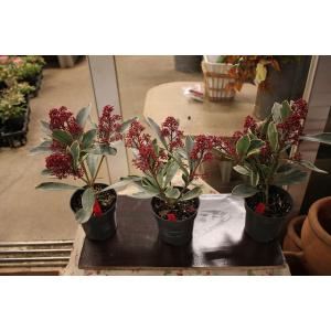 グリーン系21春の新作 Momo様専用スキミア ペローサ 2苗セット フラワー ガーデン 日用品 インテリアグリーン系 12 716 Coyoterungolf Com