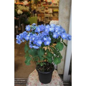 アジサイ（苗　鉢花　紫陽花　鉢植え　お買い得商品）筑紫の風５号底面給水鉢　２２