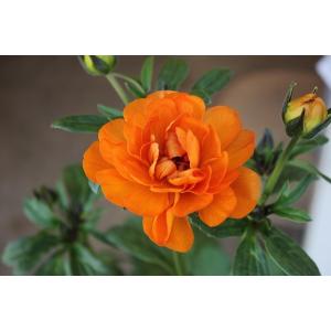 ２２ラナンキュラス（固い蕾・A２・苗）ラックス・ガラテア３．５号ロングポットA２