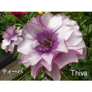 ラナンキュラス　ラックス　ティーバ４．５号鉢又は５号（来期用株　花終わり　セール商品　苗　秋に発芽植え替え株分け　画像７番目参考）２３　４．５号鉢