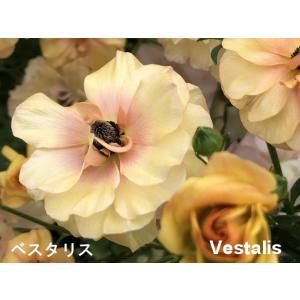 ラナンキュラス　ラックス　ベスタリス４号ポット１株（苗　花無し今期開花株　花苗　新品種　D1　毎年株が増え価値が増す　入荷商品は画像２番目）２３D1