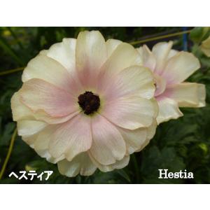 ラナンキュラス　ラックス　ヘスティア４号ポット１株（苗　来期用株　花終わり　セール商品　D1　９月に発芽植え替え株分け　販売商品画像８番目参考）２３D1