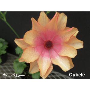 ラナンキュラス　ラックス　キュベレー４号ポット１株（苗　来期用株　セール商品　花終わり　新品種　D1　９月中下旬植え替え株分け　画像３番目参考）２３D1
