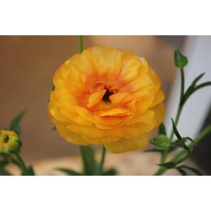 ラナンキュラス　ラックス　ミネルバ４号ロングポット１株（苗　蕾株　花苗　D1　毎年株が増え価値が増す　入荷商品は画像２番目）２３D1